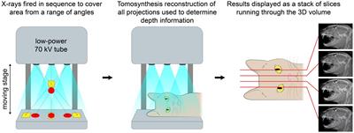 Diagnostic yield of dental radiography and digital tomosynthesis for the identification of anatomic structures in cats